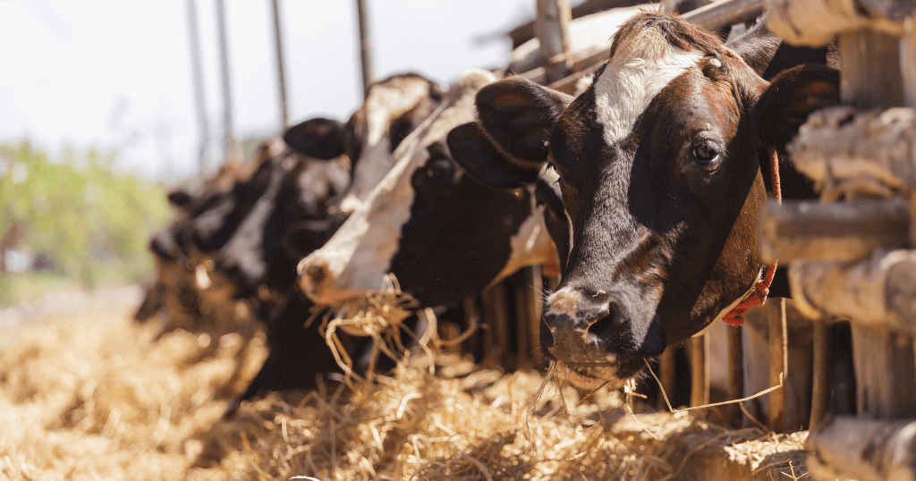 Ασφάλεια Ζωικού Κεφαλαίου