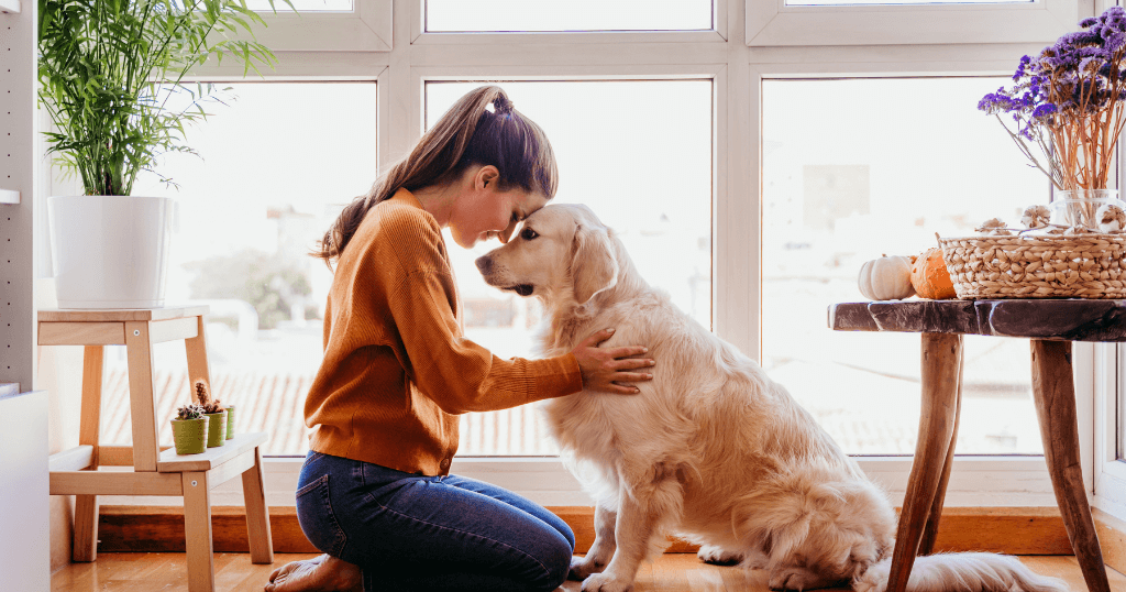ασφάλεια κατοικιδίων